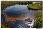 Acidic pond lowland bog